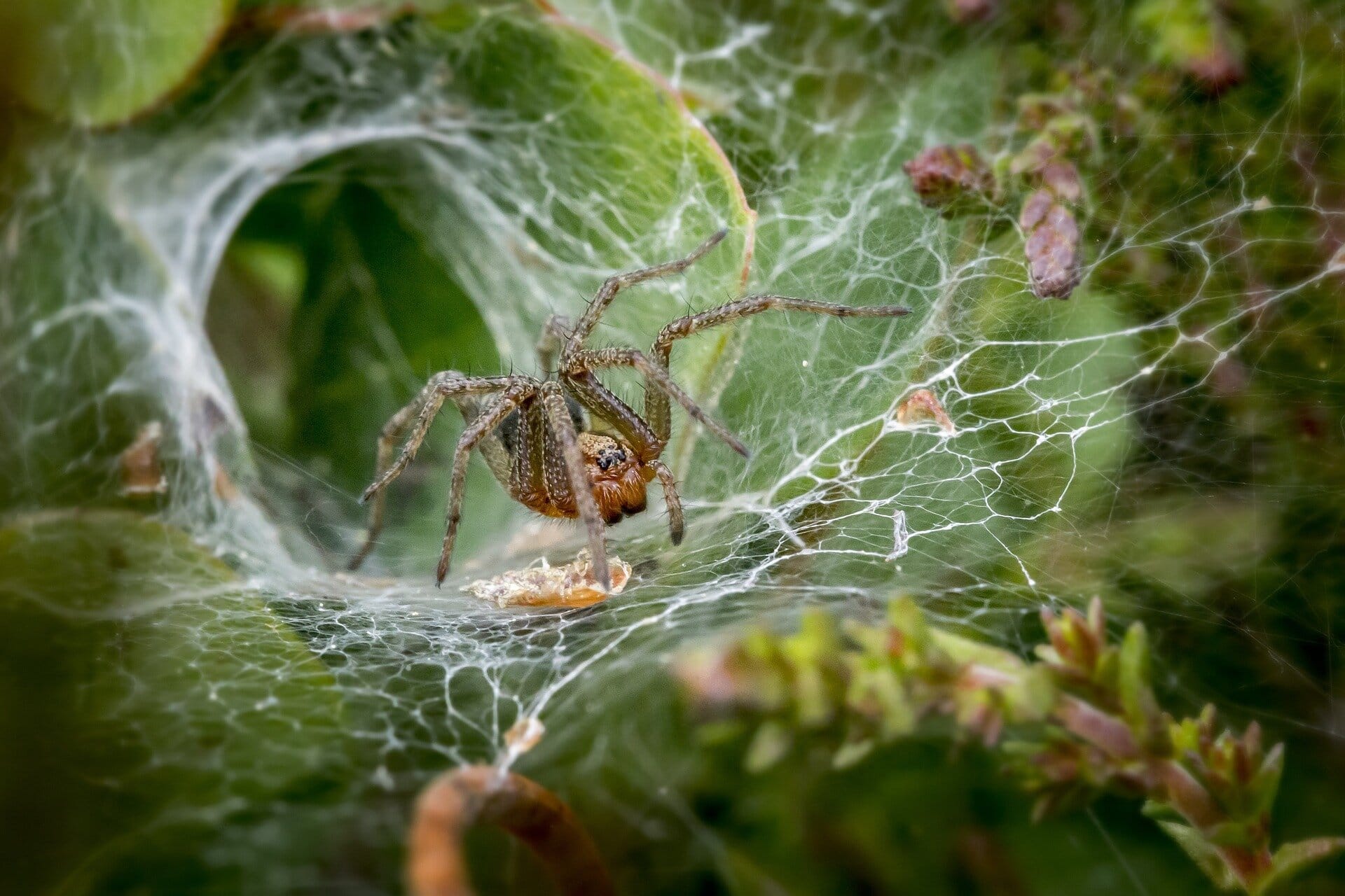 Биологи выяснили, зачем самки пауков притворяются мертвыми во время секса