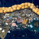 Прибрежные животные нашли приют на большом мусорном пятне в Тихом океане