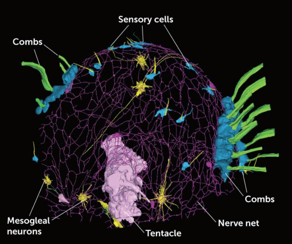 Нервная система однодневной личинки Mnemiopsis leidyi включает сеть слившихся клеток (показана пурпурным) и отдельные, напрямую не связанные с ней нейроны (зеленые и желтые)