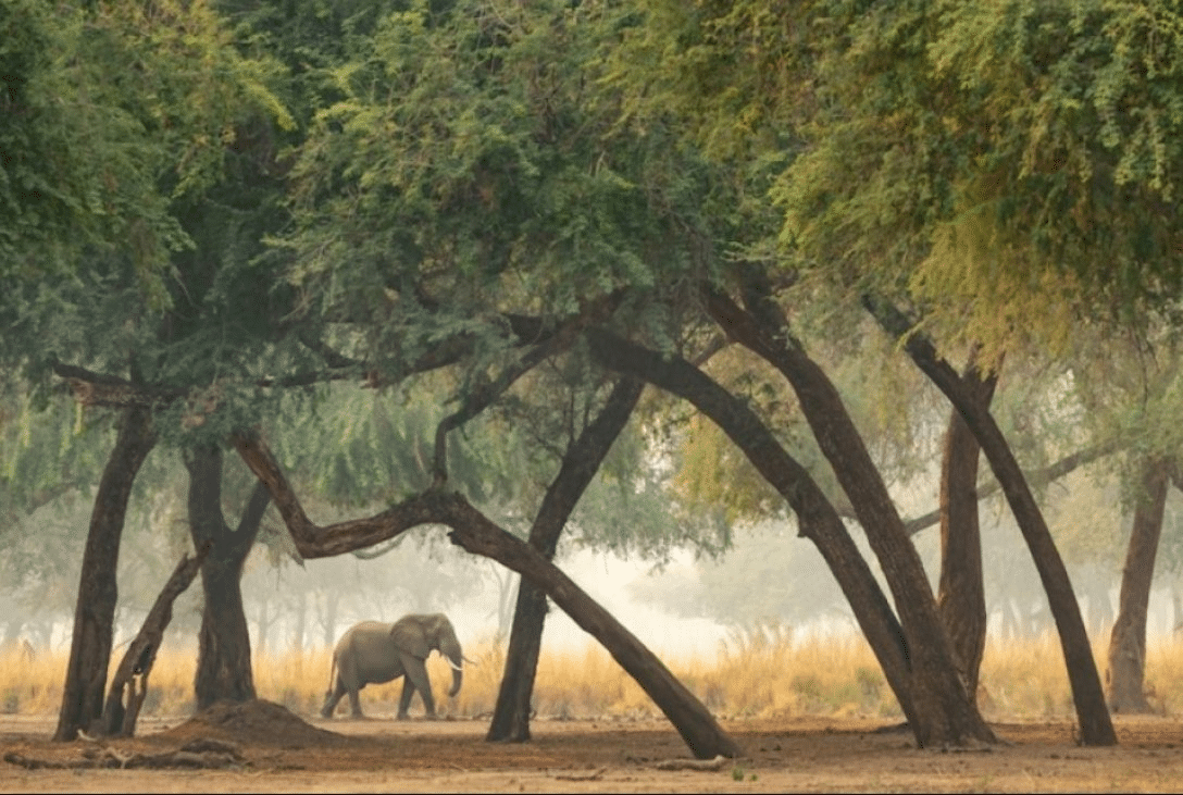  Слон в национальном парке Замбии. Здесь животные столкнулись с процессом обратной эволюции, когда выживают лишь особи с маленькими или отсутствующими бивнями, поскольку они не интересуют браконьеров / ©Marsel van Oosten