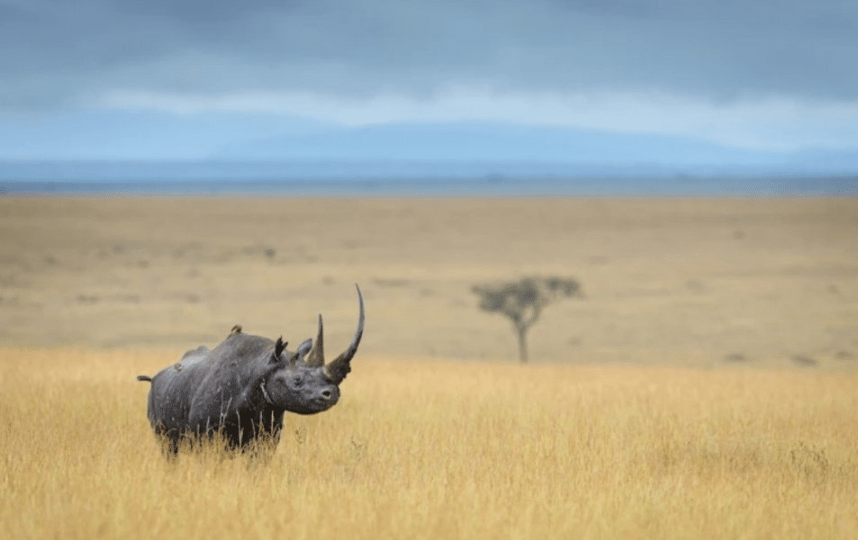 Черный носорог /©David Lloyd