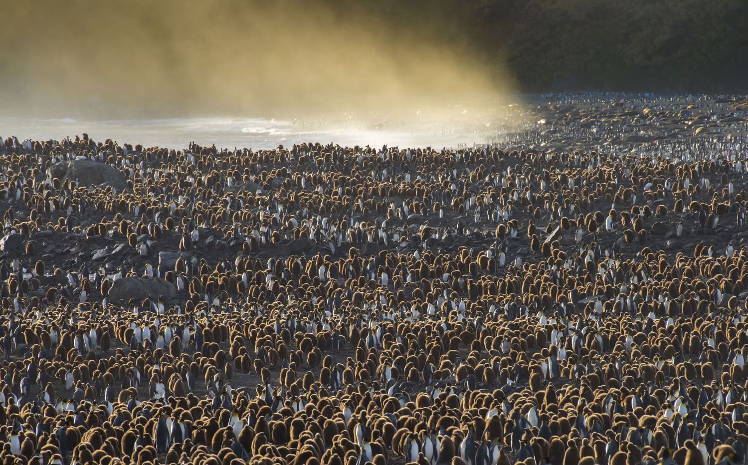 Королевские пингвины собрались вдоль залива Сент-Эндрюс в Южной Георгии / ©Ignacio Palacios / Getty