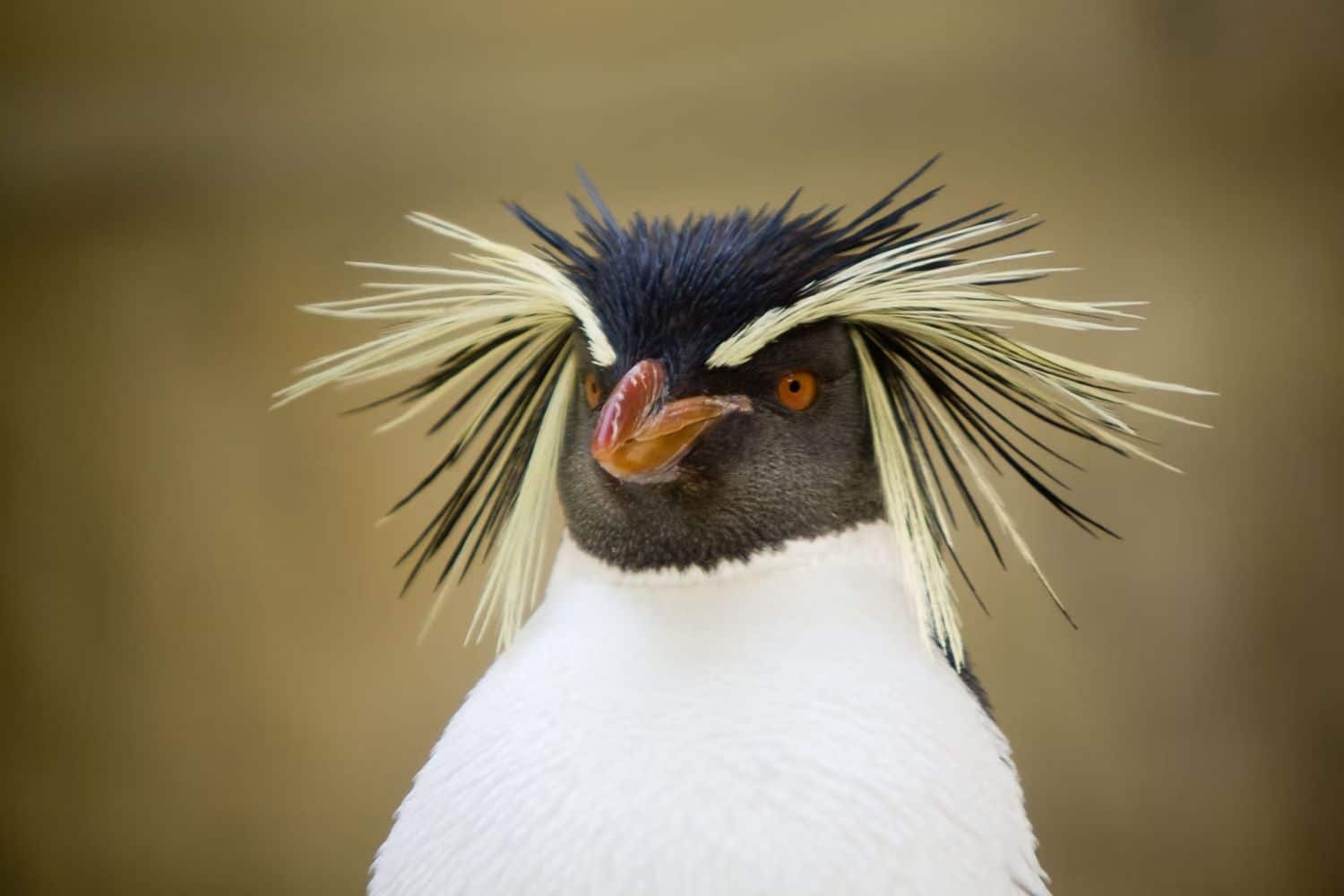 Портрет северного хохлатого пингвина / ©Nicola Geneletti / iStockphoto / Getty