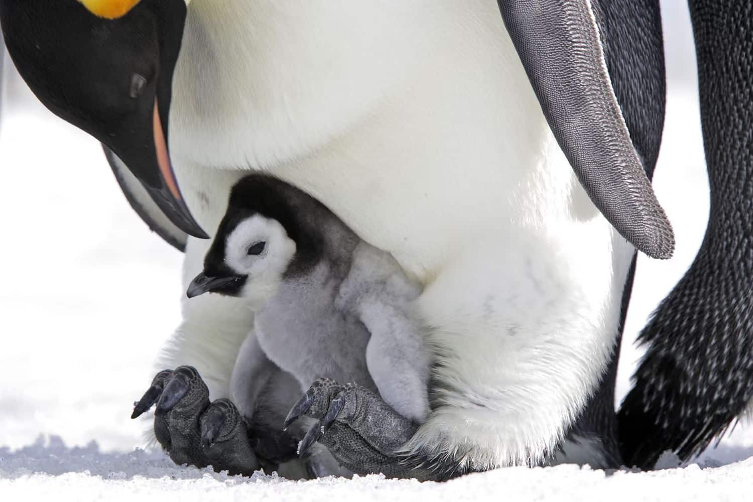 Императорский пингвин заботится о своем птенце на острове Сноу-Хилл / ©Sylvain Cordier / Getty