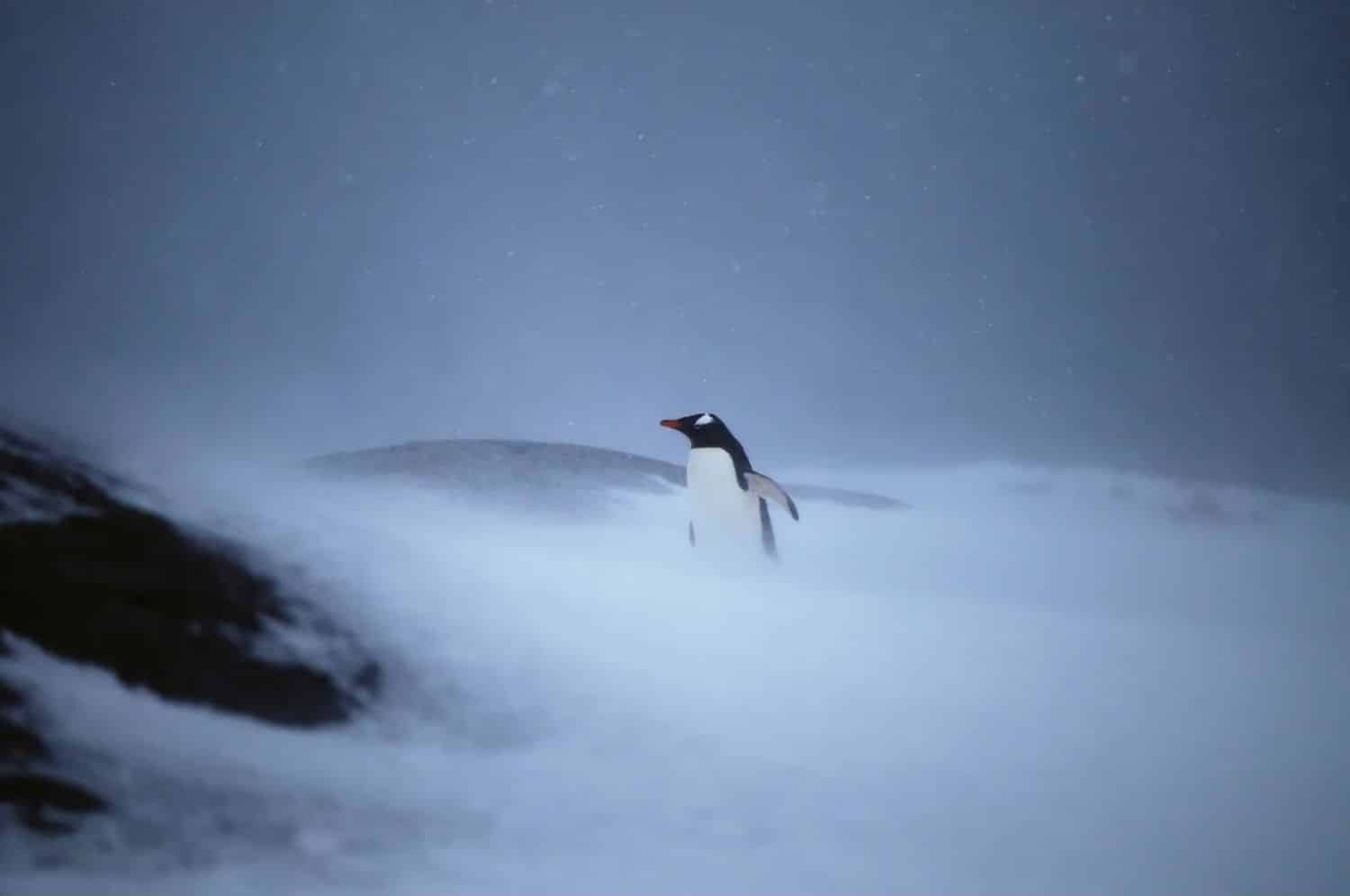 Папуанский пингвин во время антарктического шторма / ©Nicolas Tolstoï / iStockphoto / Getty