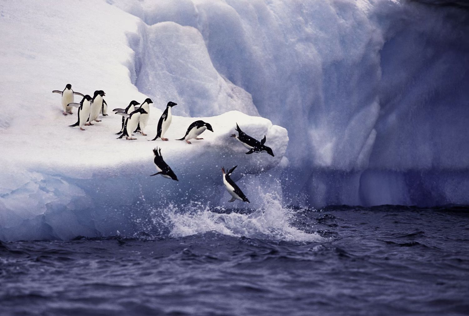 Группа пингвинов Адели прыгает с айсберга в воду в Антарктиде / ©KeithSzafranski / Getty