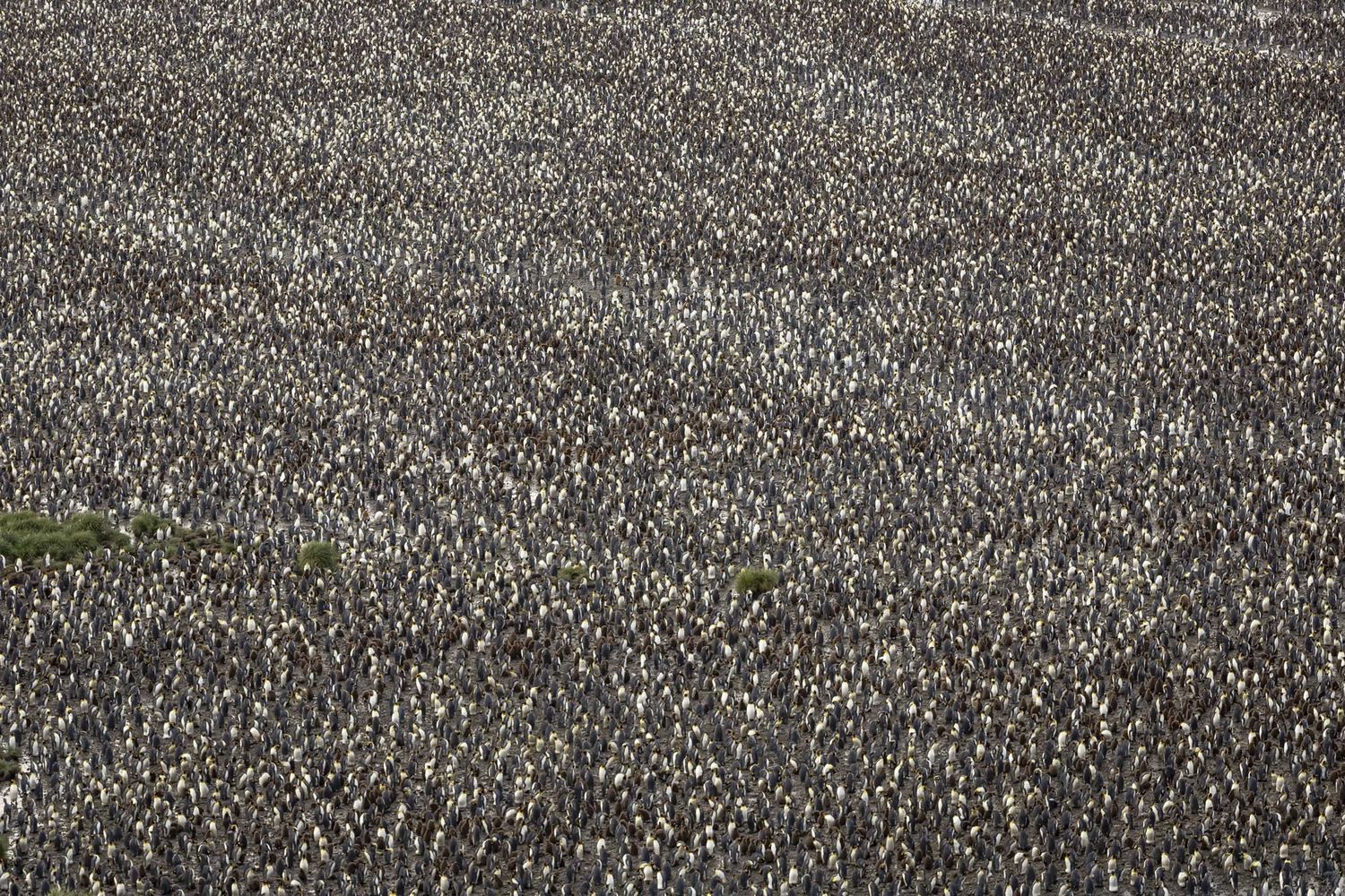 Огромная колония королевских пингвинов на острове Южная Георгия / ©PrinceImages / Getty