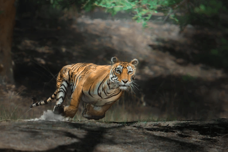 Тигр в парке Бандхавгарх, Индия. Власти Индии пытаются всеми силами спасти этих животных и довольно успешно, так что популяция животных начала быстро расти / ©Thomas Vijayan