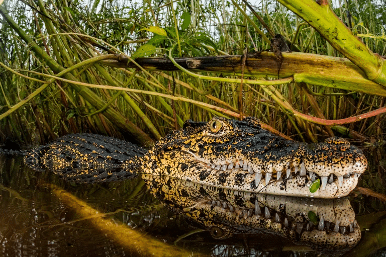 Кубинский крокодил (Crocodylus rhombifer), их осталось всего 2400 особей /  ©Shane Gross