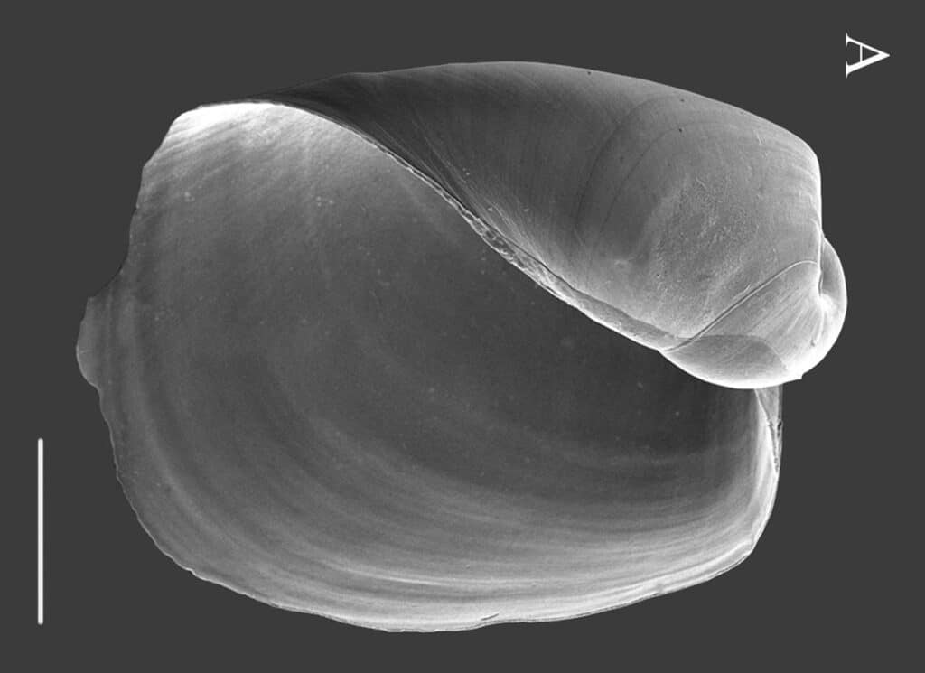 Philine denticulata