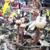 общение грибов