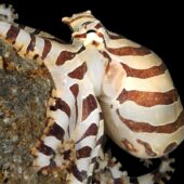 Карликовый зебровый осьминог