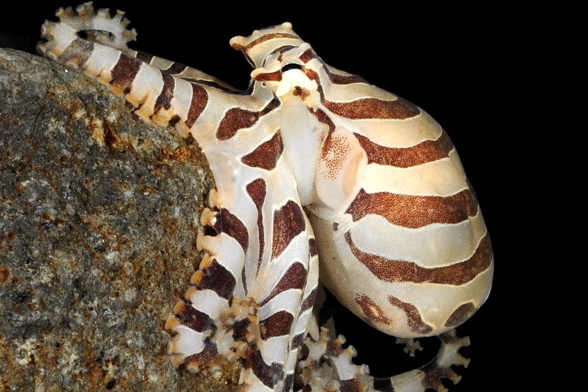 Карликовый зебровый осьминог