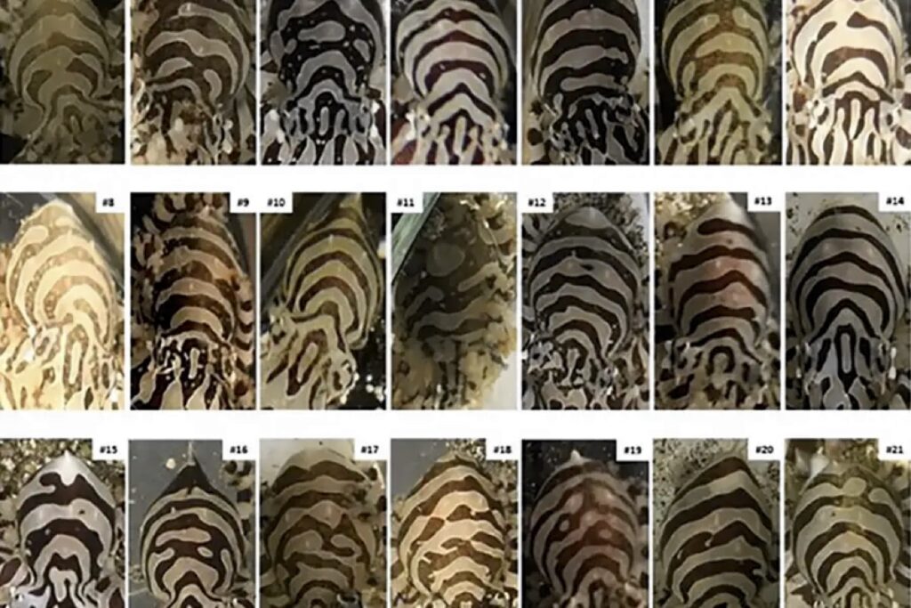 Различия в узоре на коже зебровых осьминогов заметны и невооруженным глазом