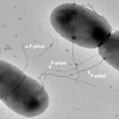 Бактериальные клетки соединились F-пилями для обмена генами