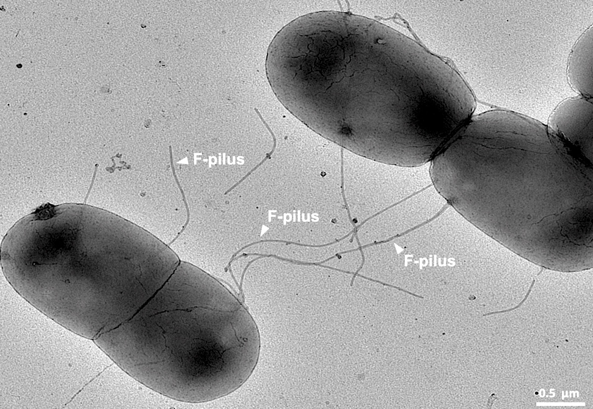 Бактериальные клетки соединились F-пилями для обмена генами