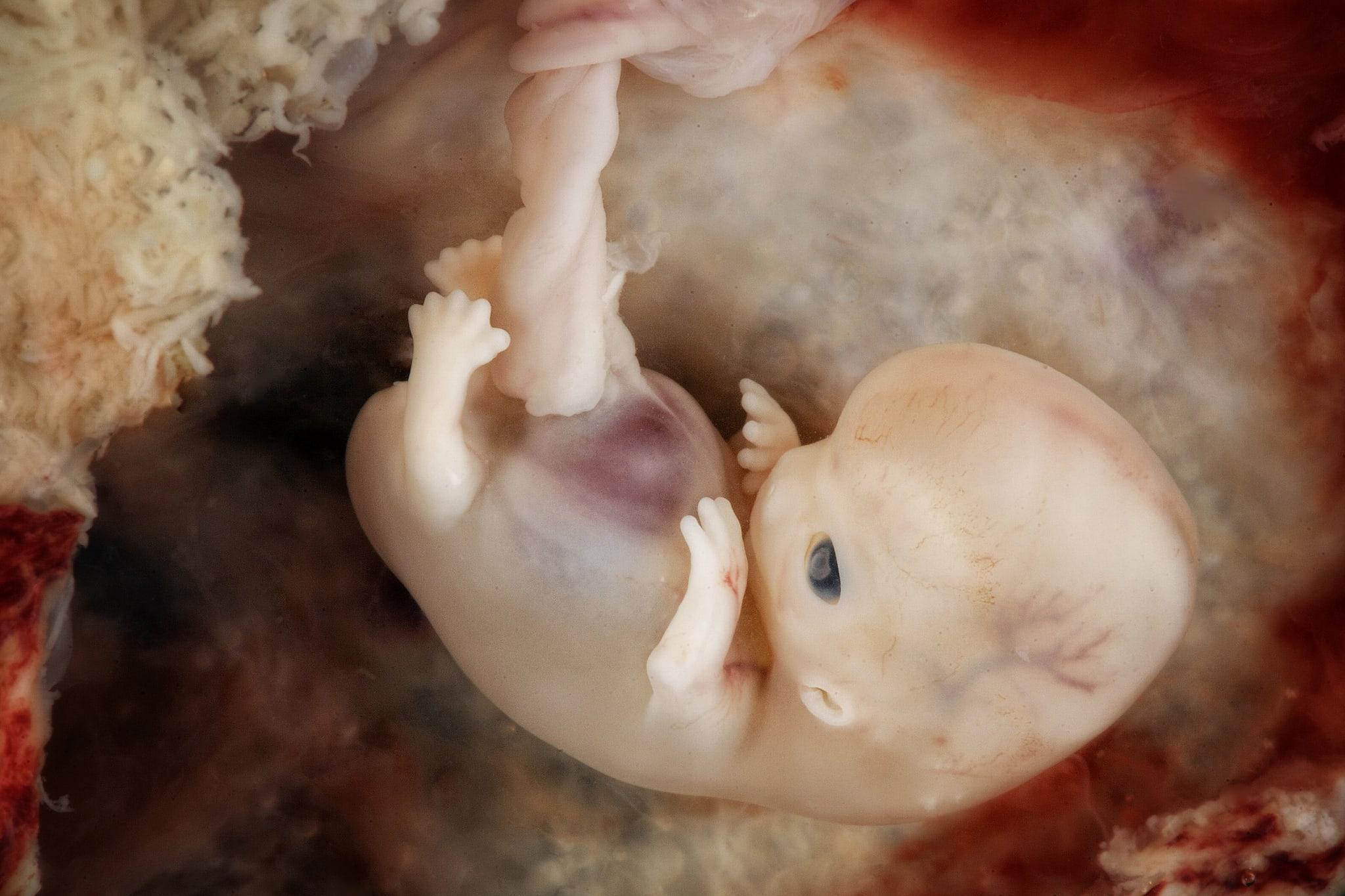 Ученые предложили новый взгляд на развитие эмбрионов
