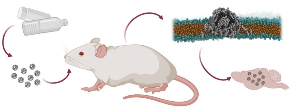Попадая в организм с пищей, частицы нанопластика облепляются «биомолекулярной короной». Благодаря этому они преодолевают защитный барьер ЦНС и оказываются прямо в мозге