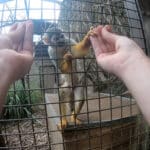 Чтобы быть обманутой, обезьяне оказались нужны «человеческие» руки