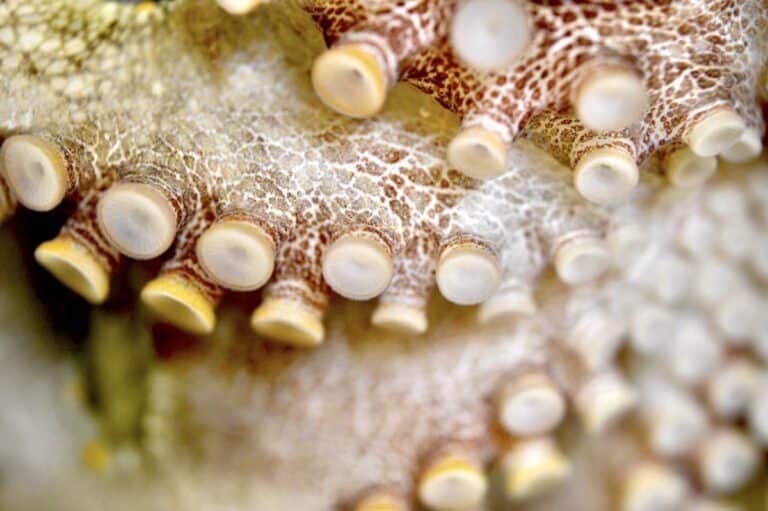 Концы присосок осьминога усеяны микроскопическими «вкусовыми сосочками»
