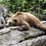Биологи узнали, почему медведи в спячке не страдают от тромбоза