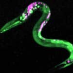 Потребление каннабиса вызывает чувство голода даже у червей