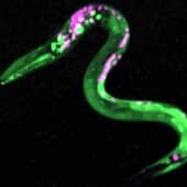 На снимке ГМ-модифицированной нематоды зеленым флуоресцируют нейроны, которые стимулируются каннабиноидами