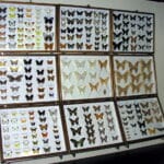 Ученые назвали родину бабочек