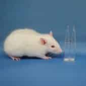 Проведя эксперимент на крысах, ученые Пермского Политеха доказали эффективность нового антибиотика