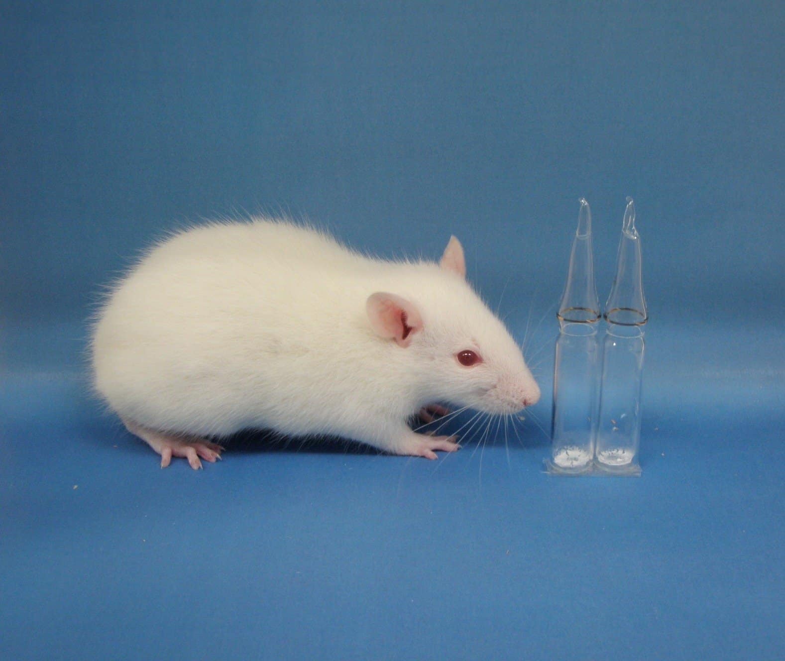 Проведя эксперимент на крысах, ученые Пермского Политеха доказали эффективность нового антибиотика