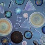Панцирь планктона вдохновил ученых на создание новых технологий