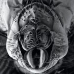 Серьезная наука о половом аппарате мух-дрозофил