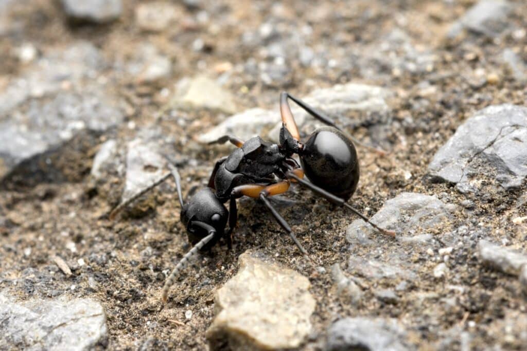 Муравей Polyrhachis femorata