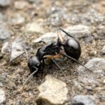 Биологи впервые заметили, что муравьи могут притворяться мертвыми всей колонией