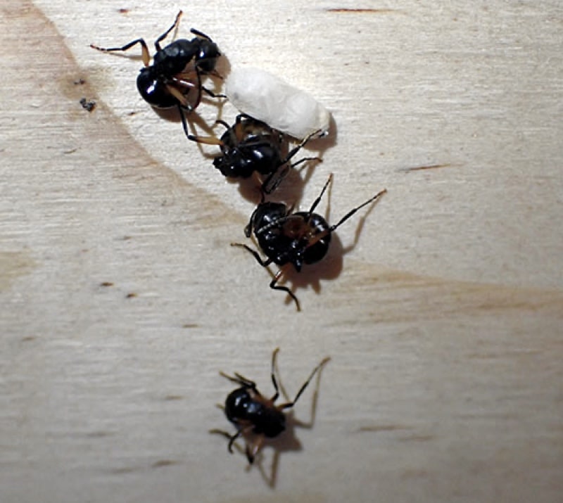 Polyrhachis femorata притворяются мертвыми