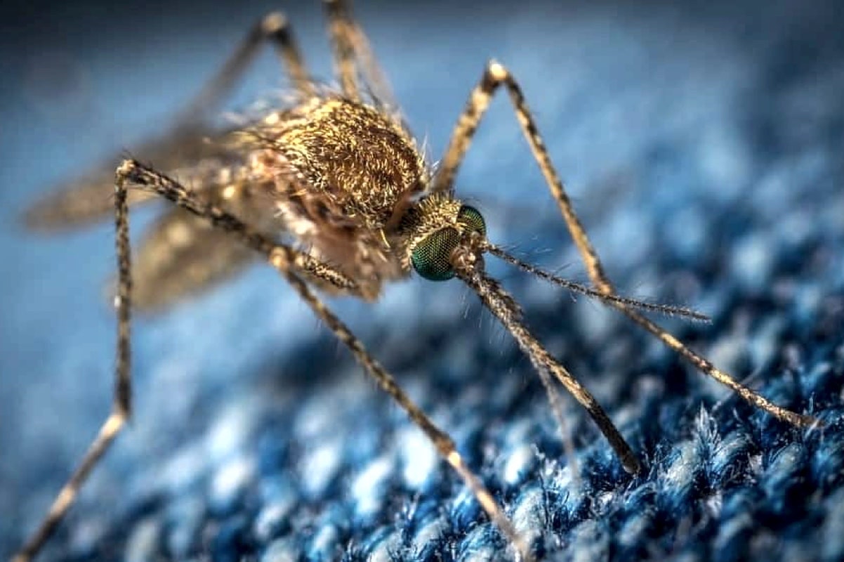 Ученые разработали тонкую ткань, которую не прокусывают комары