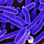 Биологи получили ГМ-бактерии, уничтожающие рак