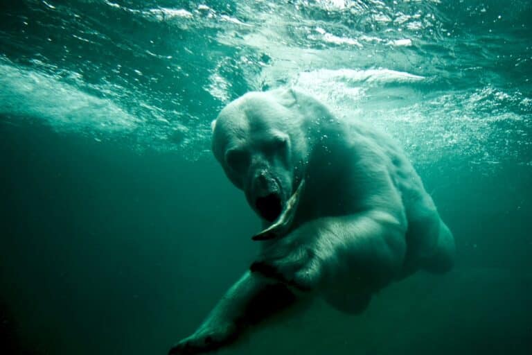 Белый медведь ловит рыбу в зоопарке Торонто