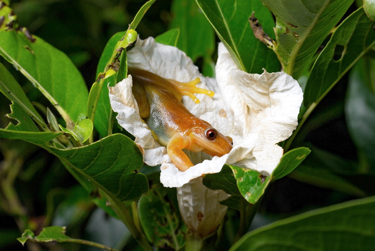 Бразильская древесная лягушка на цветке