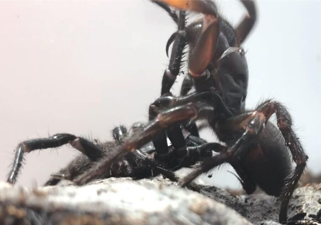 Ученые узнали, как австралийские пауки практикуют безопасный секс