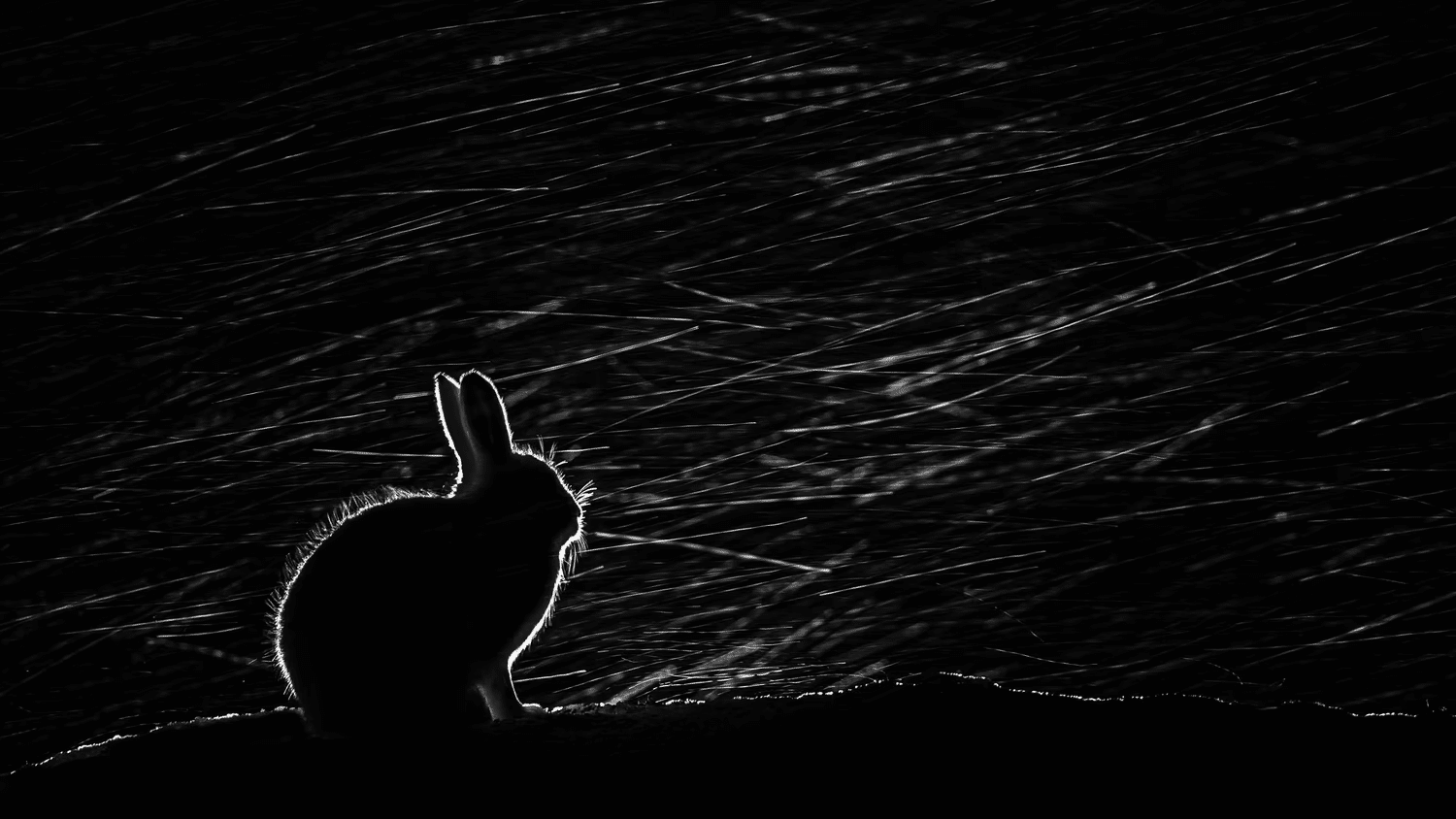 

Заяц-беляк во время снежной буре в Канаде  / ©Stefan Gerrits
