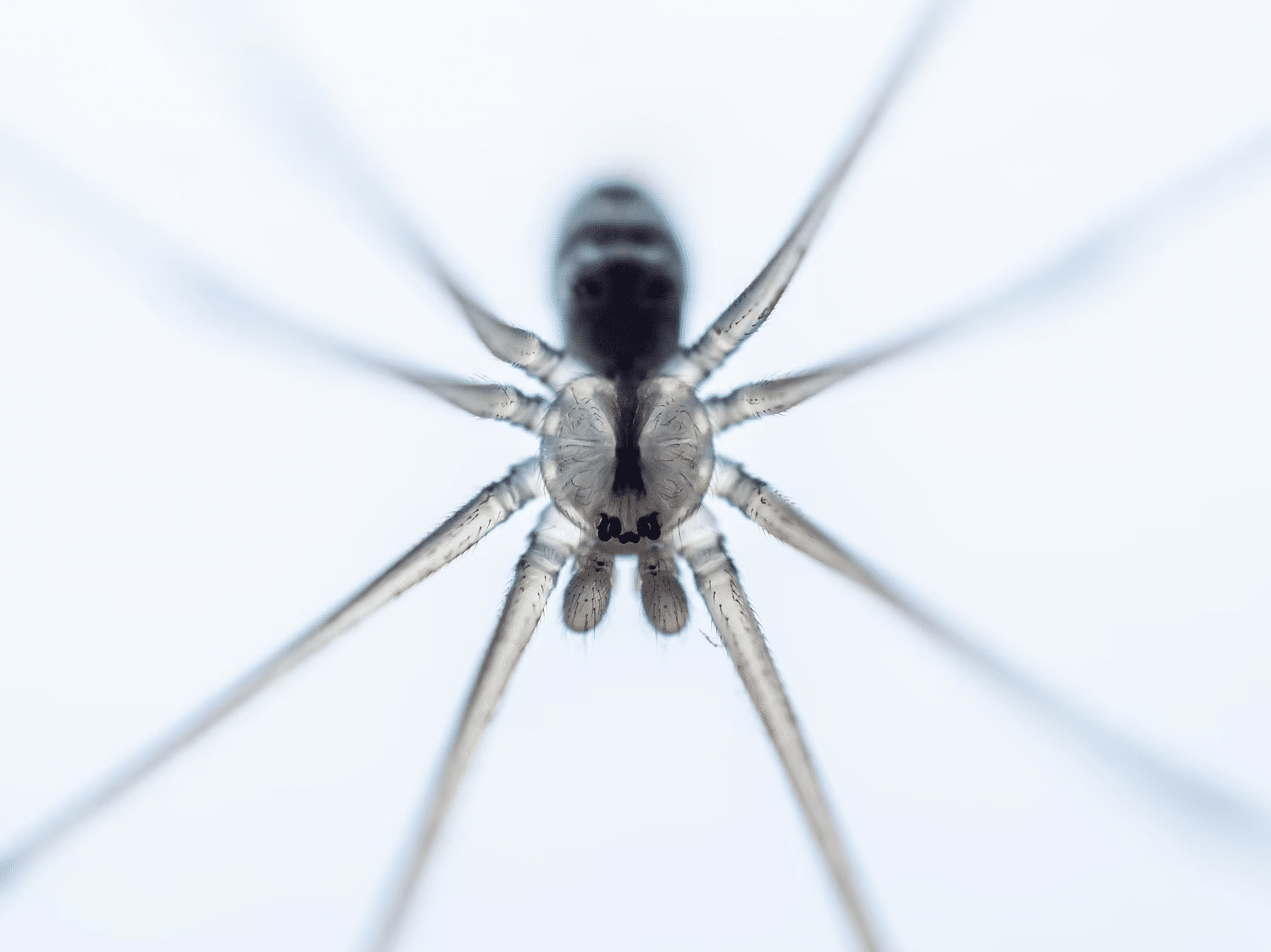 Прозрачный паук / ©Gabi Swart