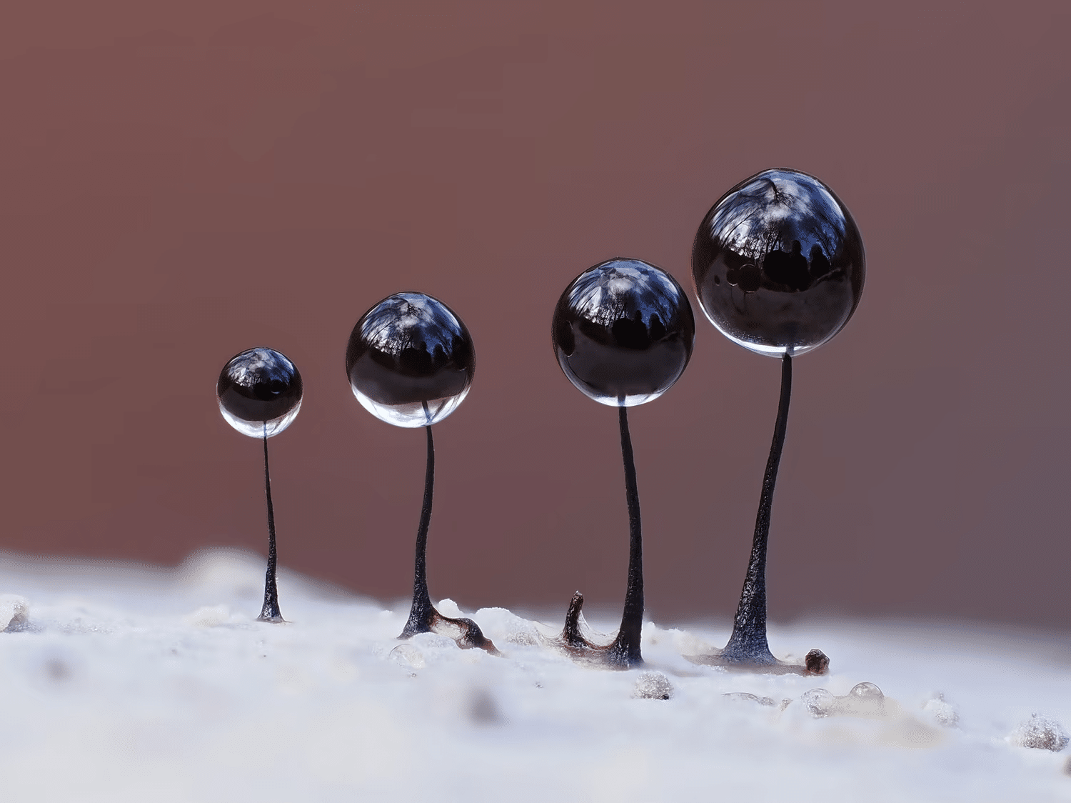 Четыре слизевика сидят на тонких стеблях / ©Andy Sands