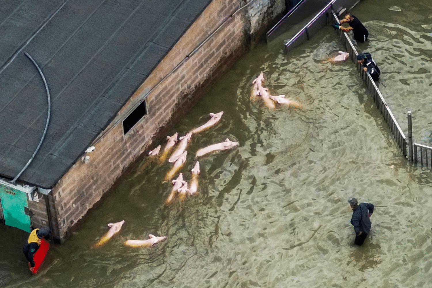 Фермеры ловят уплывающих свиней / ©Andreas Solaro / AFP / Getty