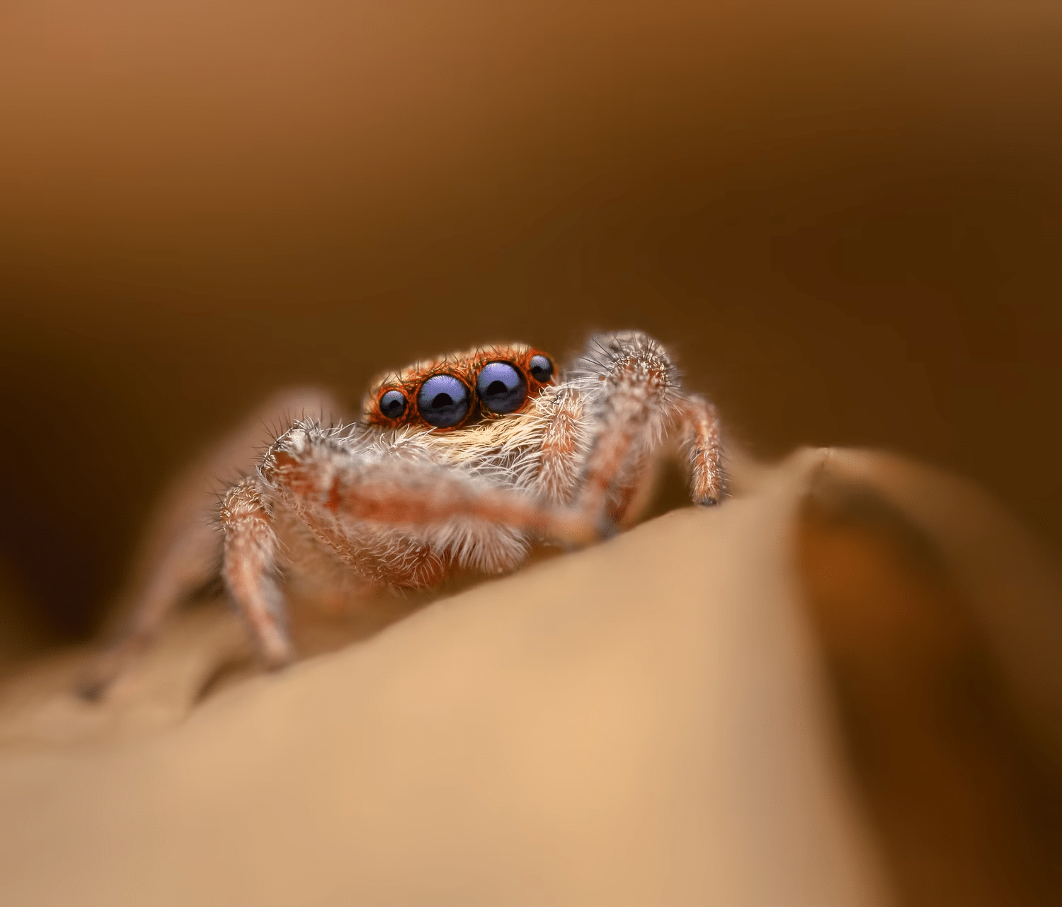 Паук-скакунчик крупным планом / ©Adrian Truchta