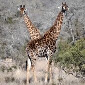 Жирафы могут оценивать вероятность разных событий