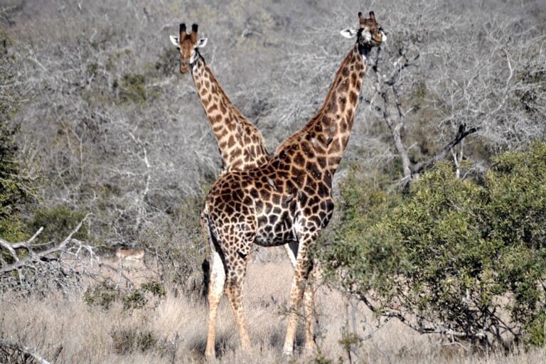 Жирафы могут оценивать вероятность разных событий