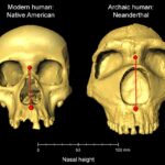 Неандерталец налицо: антропологи выяснили, какую черту лица современные люди унаследовали от вымерших родственников