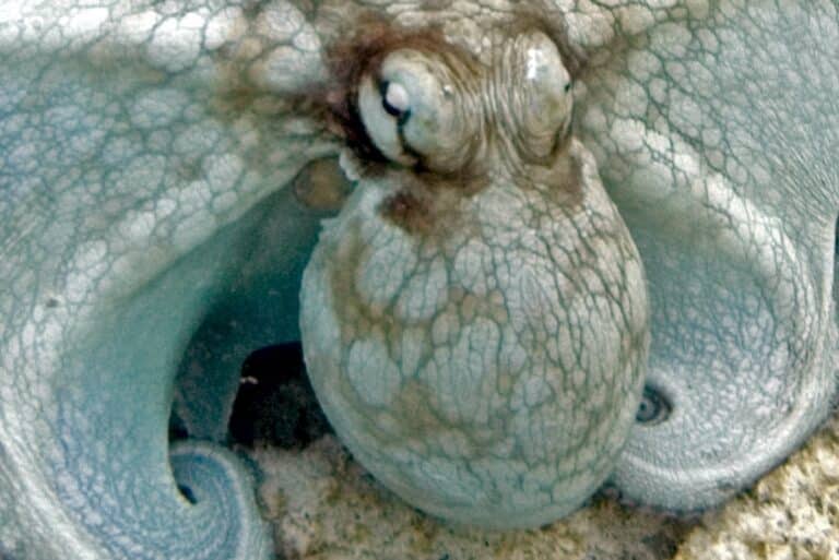 Octopus insularis — средних размеров осьминоги, встречающиеся в водах Атлантики близ побережья Бразилии и в Мексиканском заливе