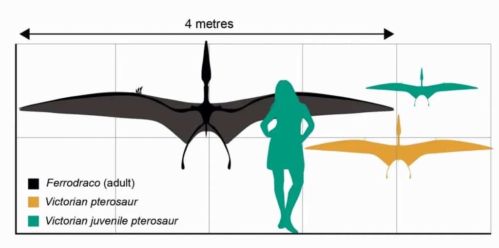 Сравнительные размеры крупных птерозавров Ferrodraco и вновь найденных — взрослой и молодой особей